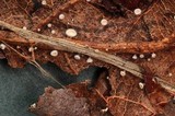 Lachnum virgineum image