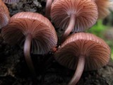 Mycena kurramulla image