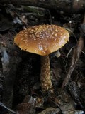 Cortinarius phaeomyxa image