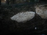 Antrodia albida image
