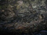 Capronia pilosella image