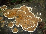 Funalia polyzona image