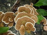 Funalia polyzona image