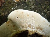 Funalia polyzona image