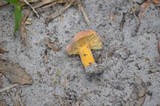 Lactarius hygrophoroides image