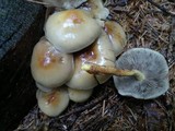 Hypholoma capnoides image