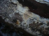Coniophora arida image