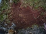 Helicobasidium purpureum image
