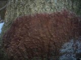 Helicobasidium purpureum image