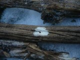 Hyphodontia sambuci image