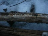 Hyphodontia sambuci image