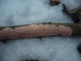 Peniophora quercina image