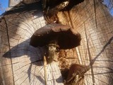 Hemipholiota populnea image