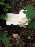 Pleurotus pulmonarius image