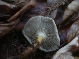Clitocybe subspadicea image