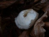 Clitocybe subspadicea image
