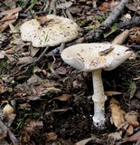 Amanita gioiosa image
