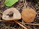 Discina ancilis image