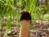 Verpa conica image