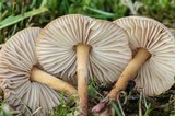 Marasmius oreades image