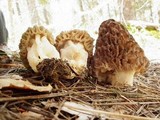 Morchella snyderi image