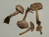 Marasmius albogriseus image