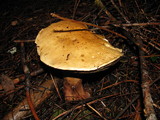 Boletus rubripes image