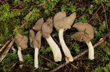 Helvella compressa image