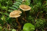 Clitocybe trulliformis image