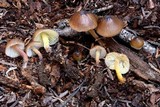 Mycena nivicola image