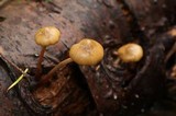 Kuehneromyces lignicola image