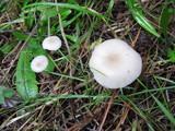 Clitocybe fragrans image