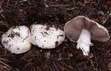 Agaricus albolutescens image
