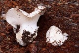 Hygrophorus subalpinus image