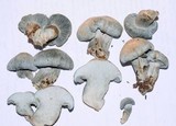 Hygrophorus caeruleus image