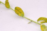 Puccinia monoica image