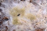 Kavinia alboviridis image