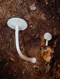 Collybia bakerensis image