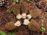Morchella snyderi image