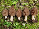 Morchella brunnea image