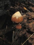Psilocybe brunneoalbescens image