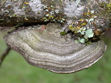 Trametes hirsuta image