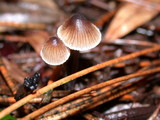 Mycena capillaripes image