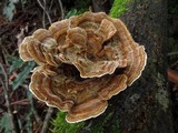 Ryvardenia campyla image