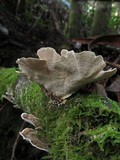 Ryvardenia campyla image