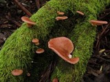 Pleurotopsis longinqua image