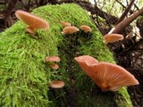 Pleurotopsis longinqua image