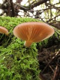 Pleurotopsis longinqua image