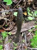 Cordyceps gunnii image
