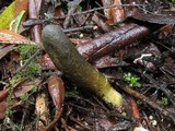 Cordyceps gunnii image
